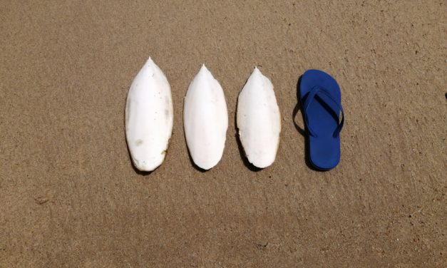 Cowley Beach – Flotsam or Jetsam?